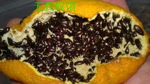 包真九龙虫 洋虫 自家纯中药饲养(缺货)