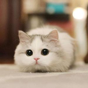 纯种英短蓝猫蓝白美短折耳银渐层加菲暹罗布偶猫幼猫宠物猫咪活体