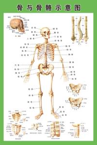 人体骨与骨骼示意图 span class=h>医学 /span>院解剖海报展板墙贴