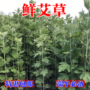 新鲜艾草(一斤 500克)艾叶端午节洗澡泡脚驱蚊辟邪挂门檐窗台风俗