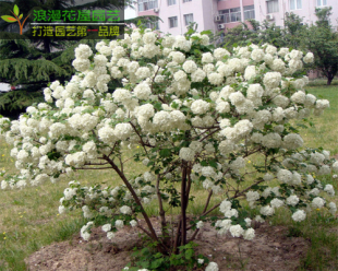 庭院环境绿化绿色植物花卉 木本绣球苗木 琼花树 净化空气盆栽