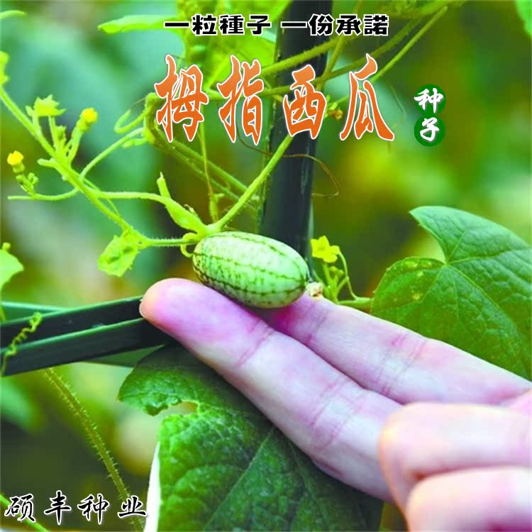 迷你西瓜种子拇指小西瓜种籽四季春水果盆栽阳台蔬菜农家水果包邮