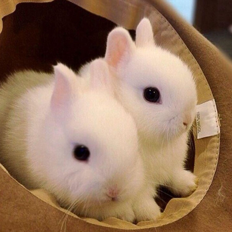 侏儒兔活体宠物兔子纯种迷你小型海棠凤眼西施纯白荷兰茶杯兔银貂