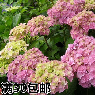 3折 天猫 精品绣球花苗紫阳花八仙绣球花幸运花花苗盆栽阳台庭院植物