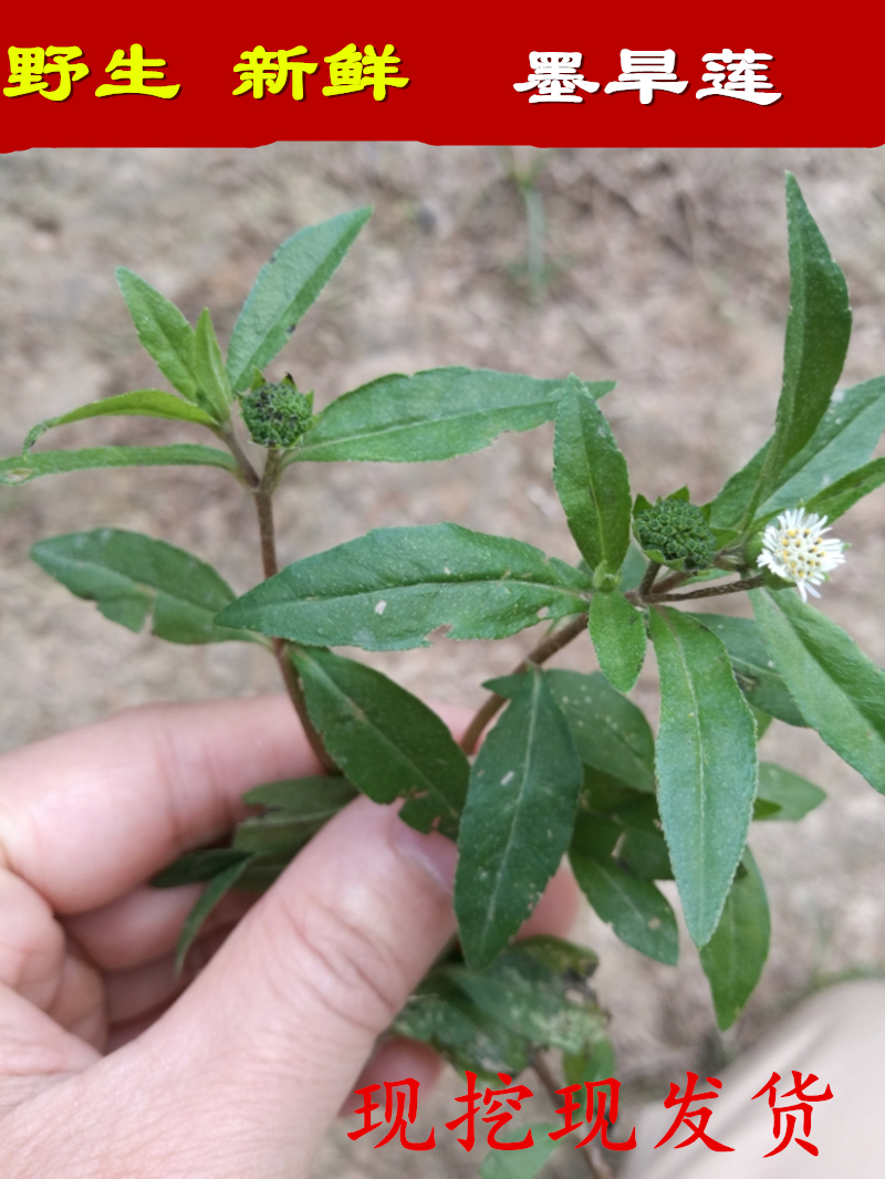 野生新鲜墨旱莲 旱莲草 莲子草 水旱莲 烂脚草 野葵花500g包邮