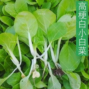 品牌名称: 小白菜菜种子四季播