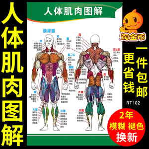 人体肌肉骨骼解剖图挂图图片