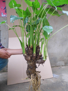 客厅绿植花卉盆栽 水培滴水观音 千手观音 吸甲醛 防电脑辐射包邮