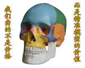 美术医学仿真骷髅 人头骨模型 头颅骨解剖标本 彩色分区头颅头骨