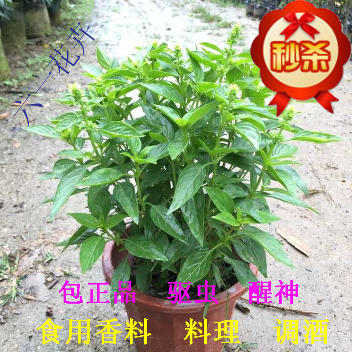 金不换迷迭香薄荷九层塔罗勒食用香料植物盆栽花卉庭院绿植驱虫