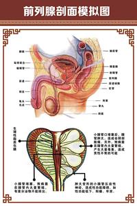 男性科生殖系统前列腺膀胱示意图医学挂图人体器官解剖图医院布置