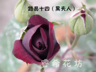 【睿希花坊】玫瑰花苗黑夫人路易十四玫瑰正宗黑紫色玫瑰花苗带花