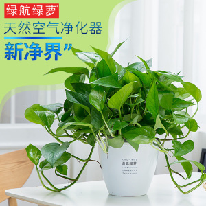 【植物绿萝客厅图片】植物绿萝客厅图片大全_好便宜网