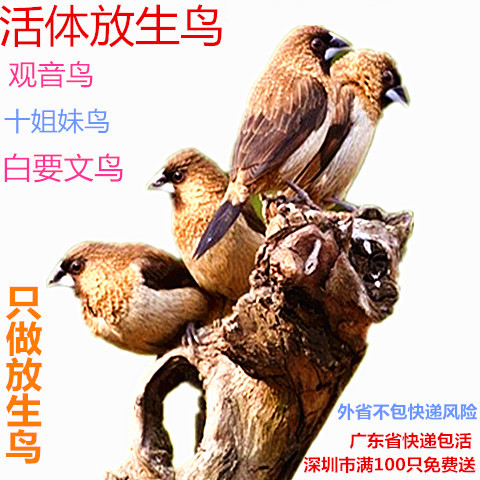 节日放生鸟活体观音鸟结缘白腰文鸟斑纹鸟十姐妹鸟家养小鸟包邮