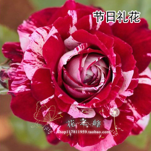 庭院阳台盆栽花卉 节日礼花月季花苗 玫瑰花苗 带花苞带花发货