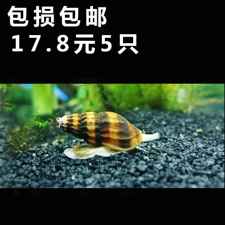 水族宠物蜜蜂宝塔螺除藻螺杀手螺吃蜗牛螺观赏螺活体清洁包损包邮