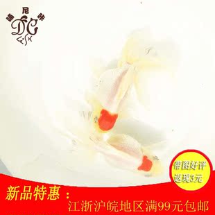 精品观赏金鱼 冷水金鱼活体/凤尾鹤顶红凤鹤金鱼 ...