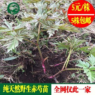 纯天然野生赤芍芍药种苗5元/株农户现挖现售盆栽药材苗500克包邮