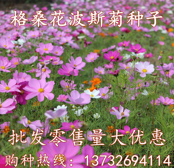 波斯菊种子混色格桑花种子易活花种四季开花不断组合花种籽子易种