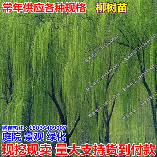 黄金柳 金丝垂柳 垂柳小苗 柳树枝条 垂杨柳树苗 垂柳苗竹柳树苗