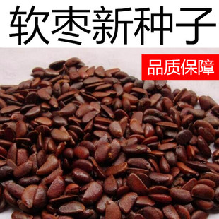 新君迁子种子 软枣种子 野柿子种子 猿枣,圆枣,藤瓜 猕猴梨种子