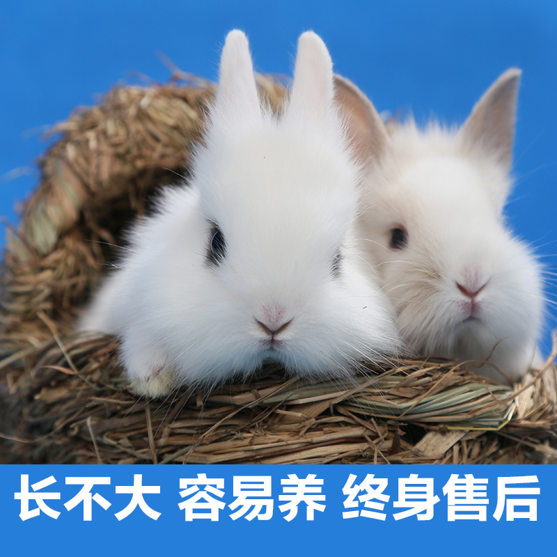 茶杯兔活体荷兰侏儒兔公主迷你宠物兔小动物兔宝宝小白兔长不大