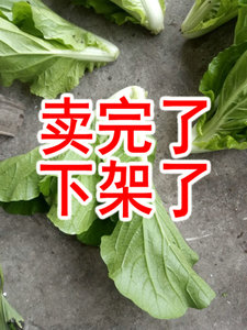 class=h>有机 /span>绿色蔬菜下锅耙小 span class=h>白菜 /span>胶菜