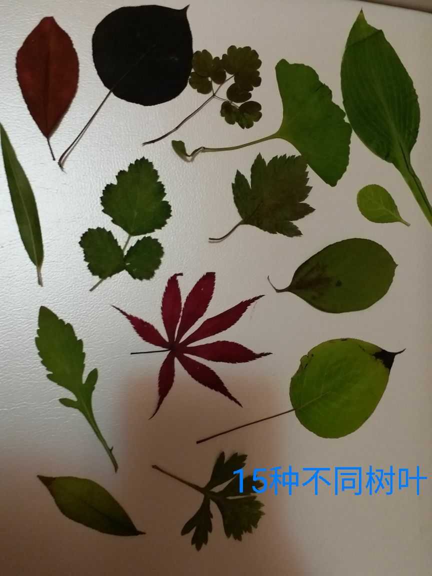 多种天然植物标本干树叶合集 diy贴画材料幼儿园手工植物书签树叶图片
