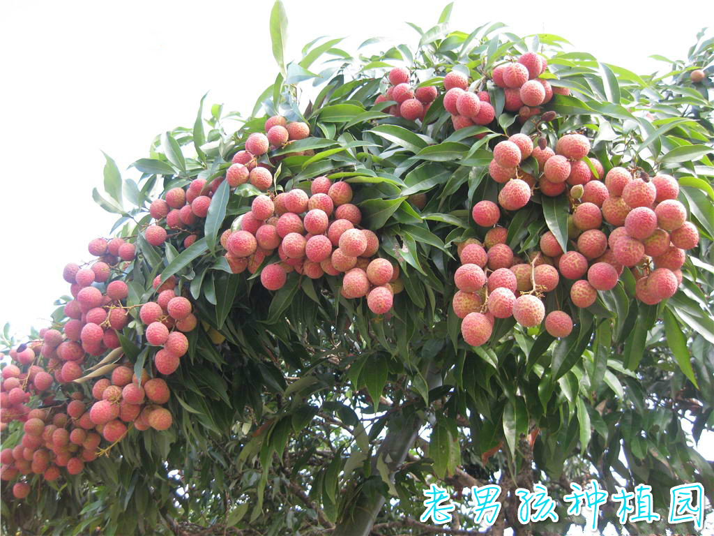 盆栽地栽荔枝苗糯米糍妃子笑无核番荔枝树苗南北方种植当年结果