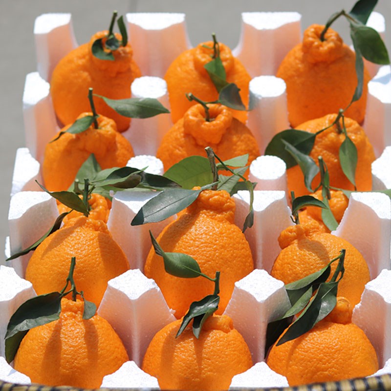 限量团购 10斤装四川丑橘丑八怪橘子新鲜水果蒲江丑柑不知火桔。