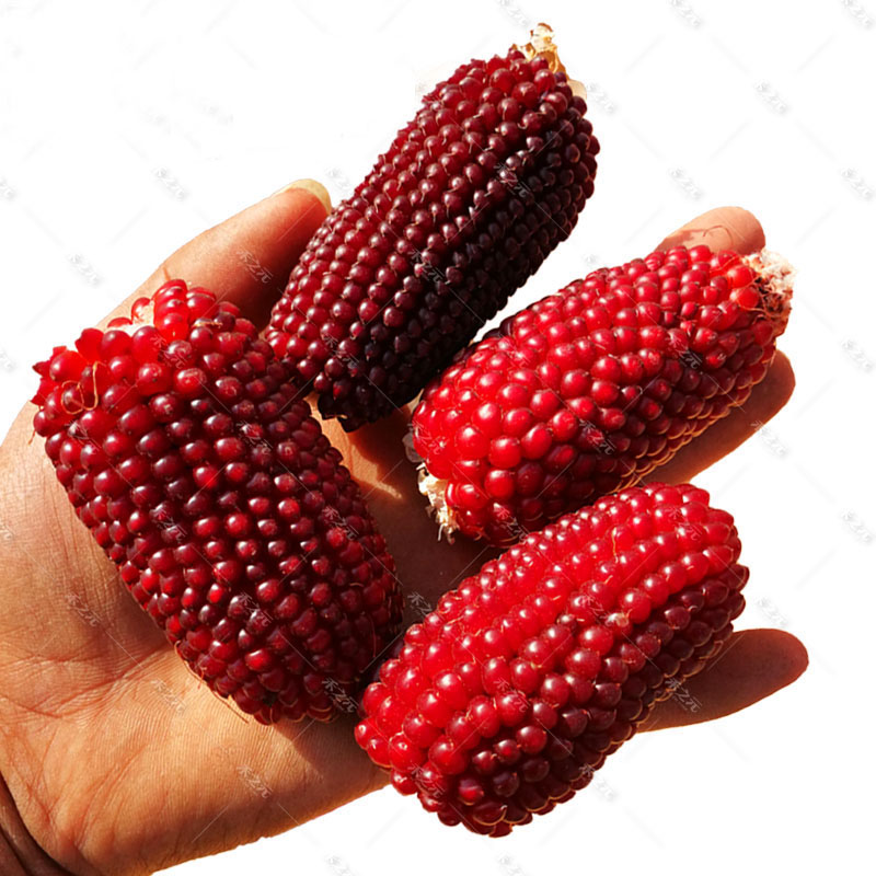 草莓玉米种子甜玉米种孑四季播黑糯白水果玉米种籽春季牛奶甜糯