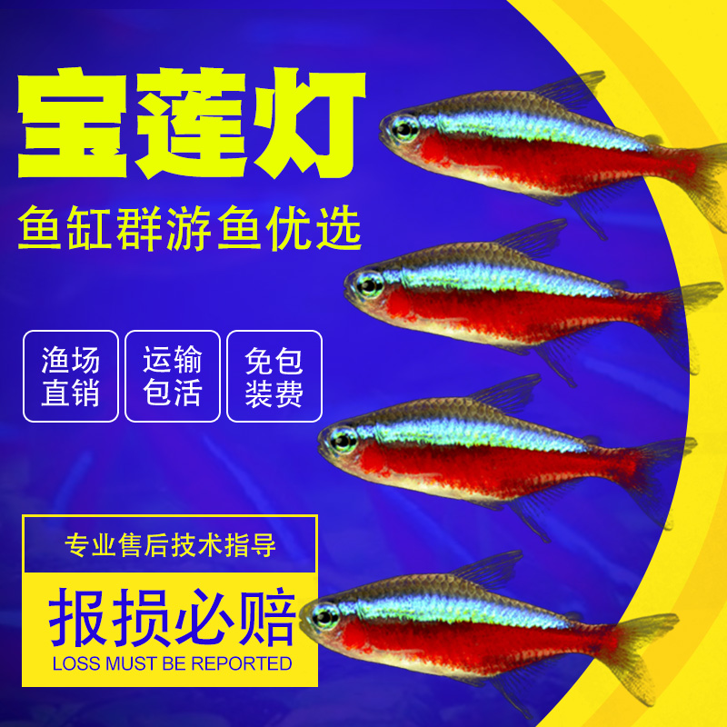 鱼缸热带鱼观赏鱼群游灯鱼红绿灯宝莲灯小型鱼苗宠物淡水鱼活体