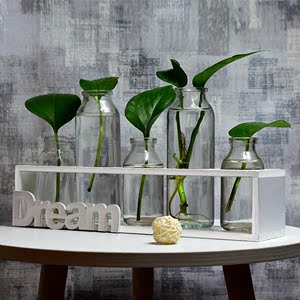绿萝水培植物玻璃花瓶透明花盆客厅插花器皿清新创意摆件水养容器