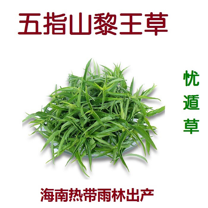 忧遁草鲜叶 黎王草 优盾草 优顿草 海南五指山热带雨林出产