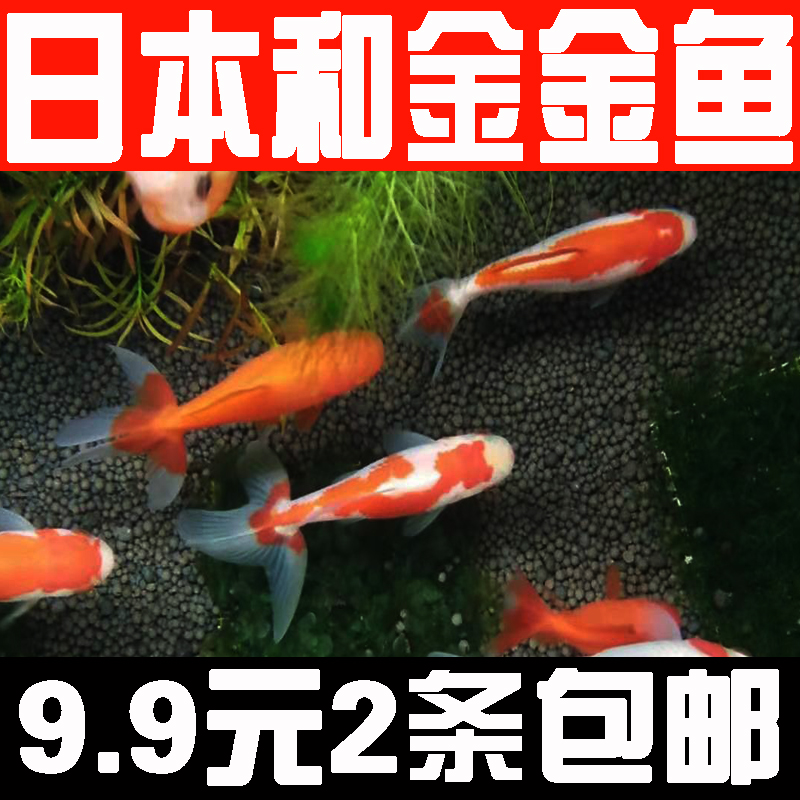 观赏鱼纯种日本和金锦鲤金鱼冷水淡水鱼活体鱼苗大正三色包邮包活
