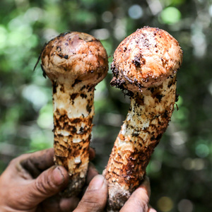 现货8-10新鲜野生松茸香格里拉云南特产500g即食菌野蘑菇出口山珍