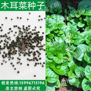 散装 span class=h>木耳菜 /span>种子批发猫耳菜 耳朵菜 阳台盆栽四