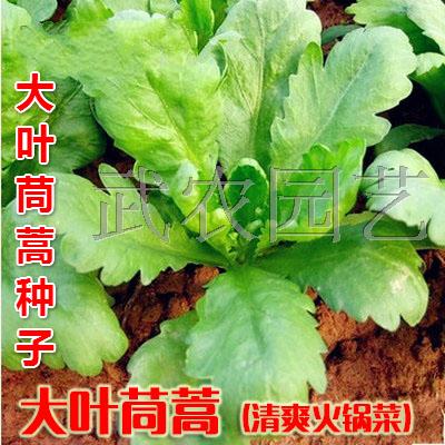 大叶茼蒿种子 皇帝菜涮火锅 叶片肥厚 栽培容易 四季蔬菜青菜