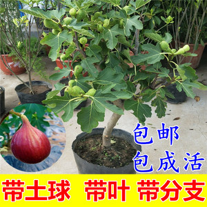 无花果树苗盆栽南方四季阳台庭院地栽当年结果波姬红无花果苗树苗