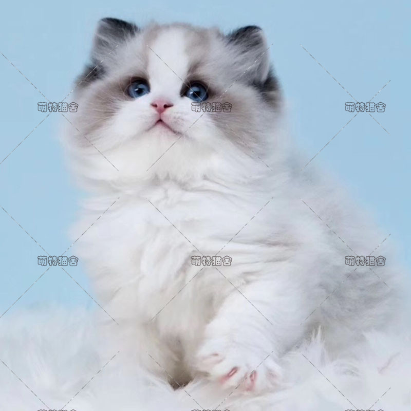 布偶猫纯种活体幼猫蓝眼海豹双色布偶猫赛级波斯系宠物猫咪可上门