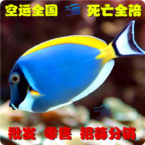 9折 天猫 黄金吊 倒吊 海水鱼 观赏 小丑鱼 活体 珊瑚 顺丰快递!