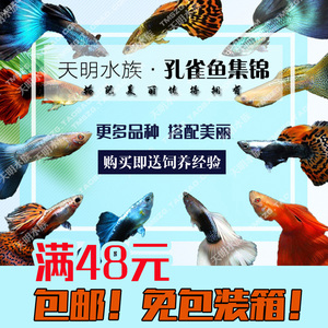 精品纯种红眼火炬巴西红扇冰蓝礼服孔雀鱼活体热带鱼大尾淡水观赏活体鱼