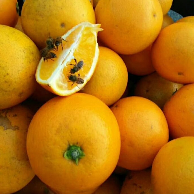 0湖南郴州永兴冰糖橙团购新鲜水果甜过储橙