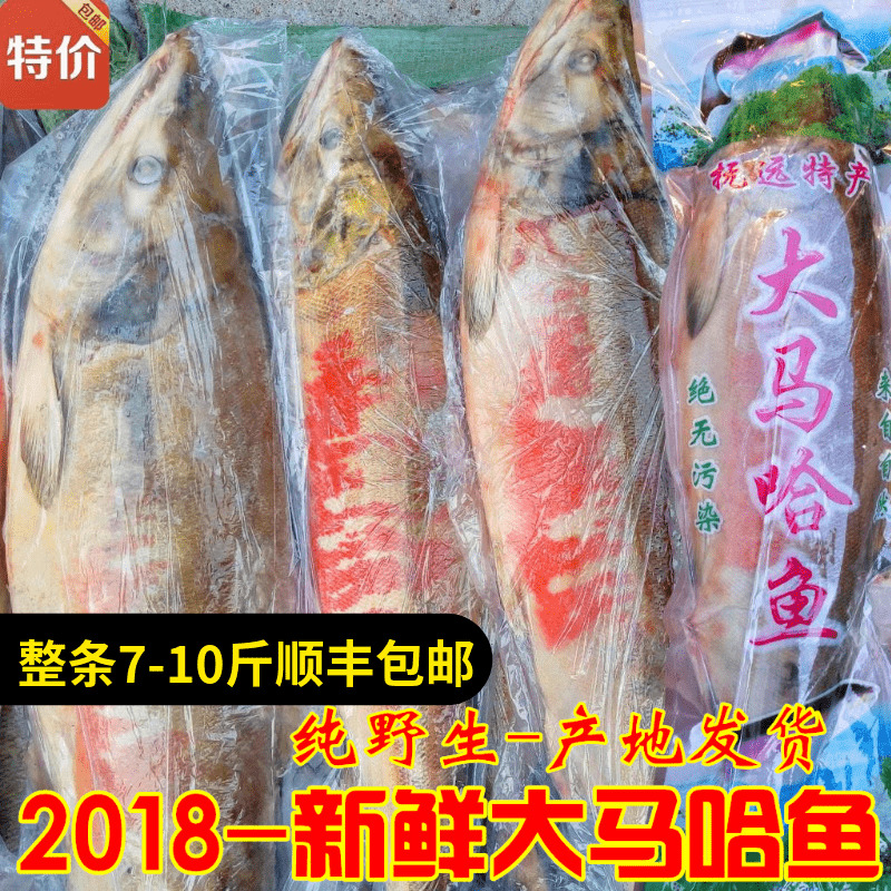 抚远野生大马哈鱼新鲜冷冻 速冻大马哈鱼鲜鱼整条未腌制 2018新鱼