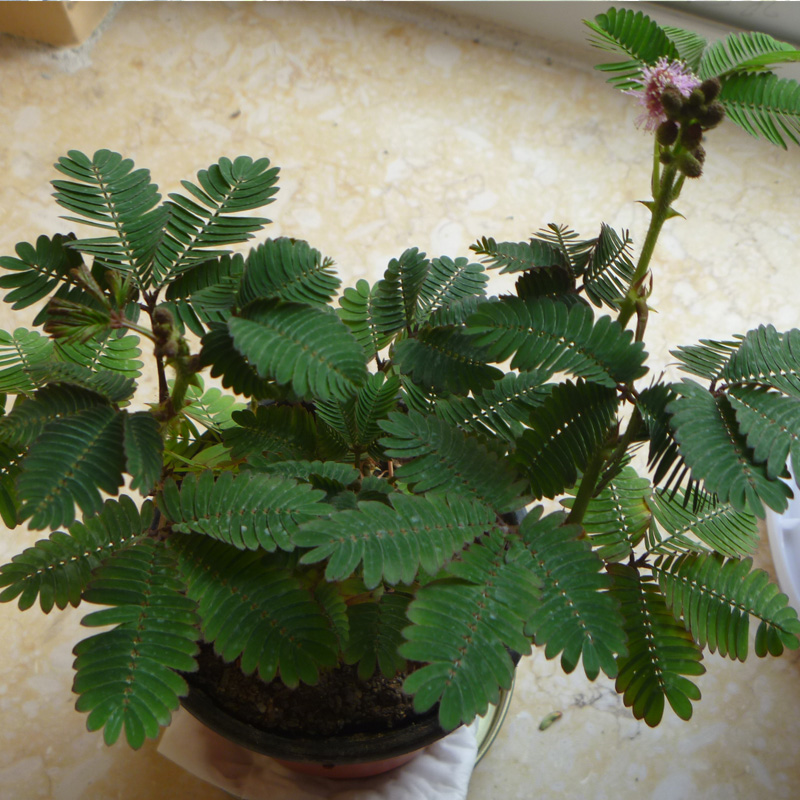 原包害羞草种子含羞草盆栽植物套餐阳台绿植花卉种子薄荷四季易种