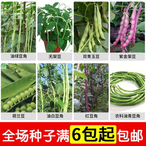 油绿豆角无架豆荷兰豆 span class=h>蔬菜 /span>种子菜籽高出芽率