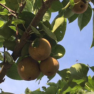 贵州特产丰水梨脆皮梨农家特产新鲜秋月梨黄皮水果梨子