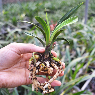 矮种兰花苗 带龙根奇花异草邹皮哈粗皮建兰四季兰花卉绿植小盆栽