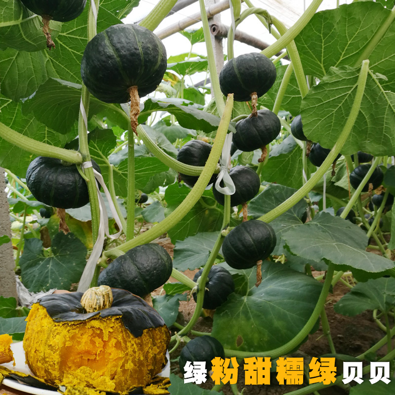日本进口迷你贝贝板栗味绿贝贝小南瓜种子蜜本香芋南瓜种籽四季播