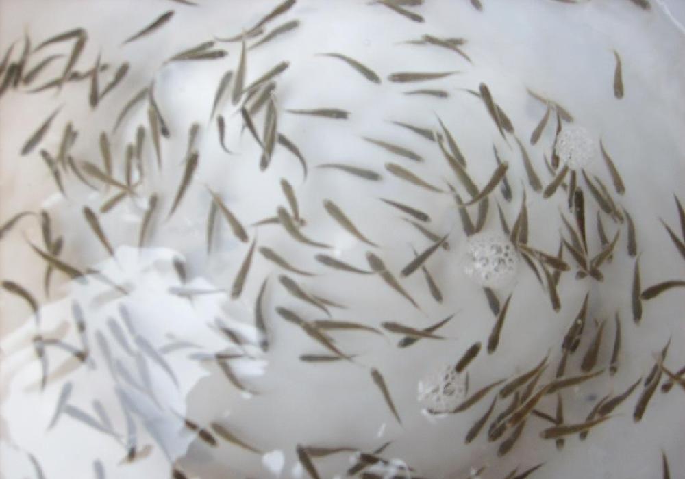 七星鲈鱼海鲈小鱼苗活体淡水海水低价养殖批发